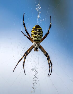 Striped Yellow and Black Spider Resting on Delicate Web Against Blue Sky