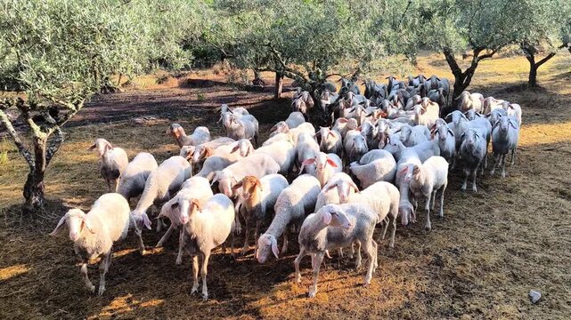 Rebanho de ovelhas no pasto em meio &agrave;s oliveiras numa manh&atilde; quente de ver&atilde;o