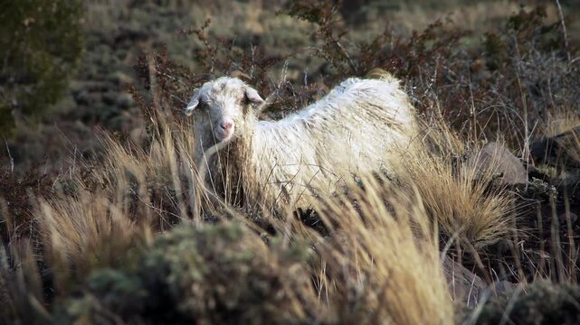 Andean Creole Goat Looking Around in Arid Highlands Environment - 4K