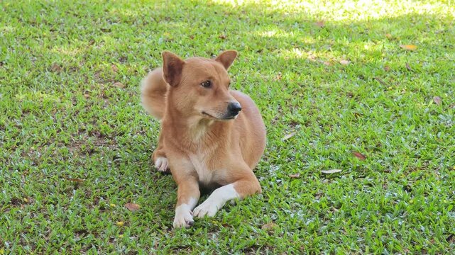 A brown dog on the grass in the sunlight.