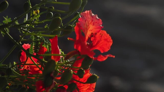 Royal poinciana or peacock flower delonix regia a flamboyant tree with red-orange flowers that bloom during the summer bokeh background with flowing water