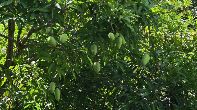 Fresh mangoes on the tree.
