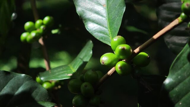 Young coffee beans on the tree.