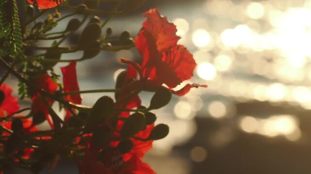 Royal poinciana or peacock flower delonix regia a flamboyant tree with red-orange flowers that bloom during the summer bokeh background with flowing water