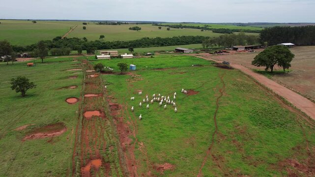 Rebanho de gado pastando em extensa &aacute;rea de pastagem verde no Brasil
