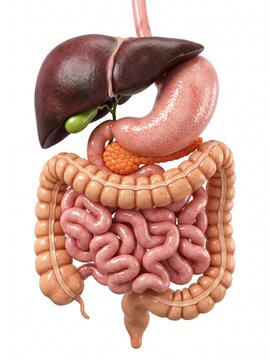 Anatomical 3D medical illustration of the human digestive system showing the liver, stomach, pancreas, and intestinal tract