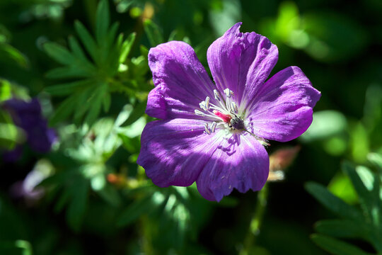 close-up of a geranium flower in a garden during spring