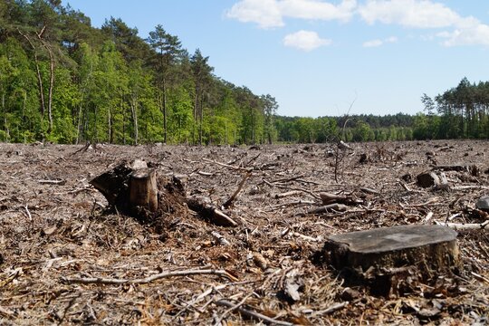 Deforested landscape with tree stumps and logging residue, highlighting forest clearance and environmental degradation.
