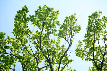 Fototapeta premium Young green leaves on tree branches against a bright sky