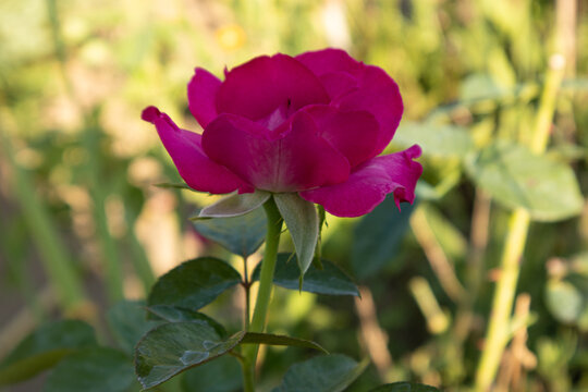 Splendido fiore di rosa fucsia in piena fioritura circondato da foglie verdi e illuminato dalla luce naturale in un giardino fiorito
