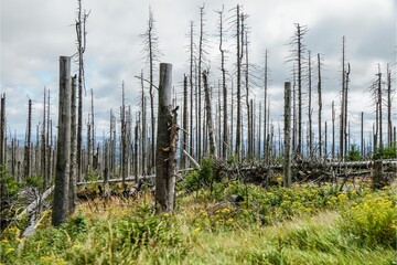 Obraz premium Dead forest with barren tree trunks and sparse regrowth, illustrating severe ecosystem damage, forest decline, and environmental change.