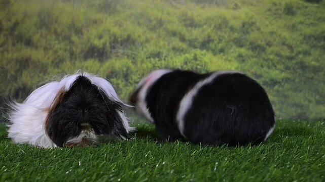 meerschweinchen tier natur nager sch&uuml;tteln