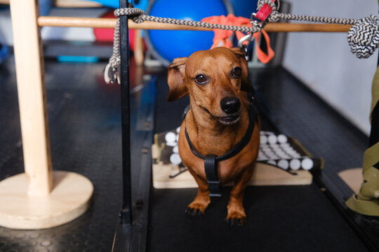 Happy dachshund dog using support harness during canine physiotherapy