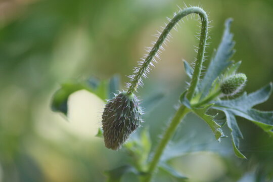 close up of flower bud