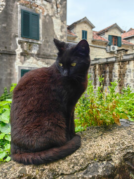 Domestic shorthair cat perches on weathered stone wall in Kotor old town, Mediterranean stone houses with red tile roofs and green shutters, conveying quiet coastal atmosphere and aged architecture
