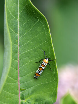 Close up magnification of an adult Ailanthus webworm moth Atteva aurea resting flat on a green native plant host leaf in Marshall Michigan.