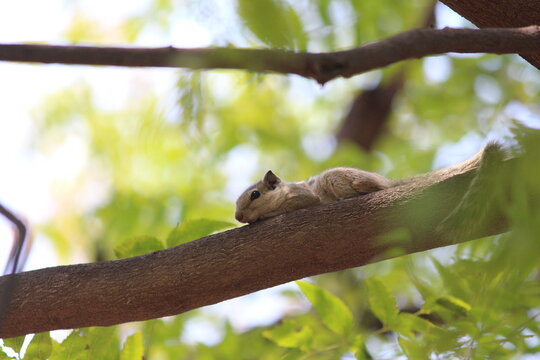 squirrel on a tree
