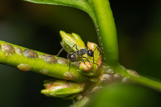 Spiny ant (Polyrhachis furcata) and Coffee green scale (Coccus rividis) on coffee tree 