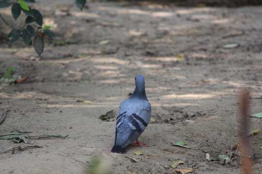 pigeons on the ground