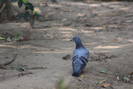 pigeon on the ground