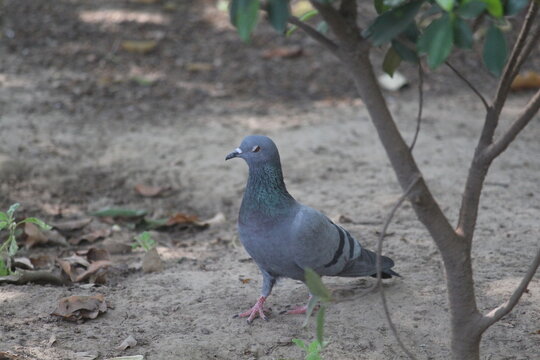pigeon on the park ground