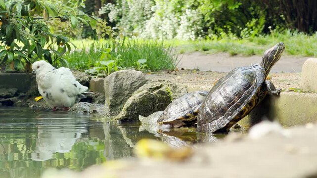 A turtle extends its neck to bask while a white pigeon stands quietly by the water. The gentle lap of ripples and soft bird rustles blend with the distant hum of the park.