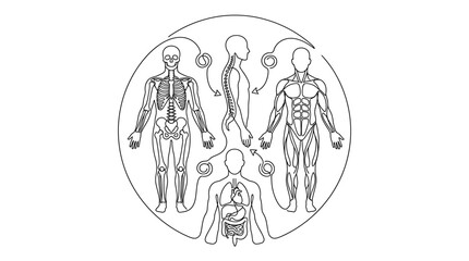 Fototapeta premium Human anatomy diagrams depicting skeletal muscular and organ systems in a circular composition.