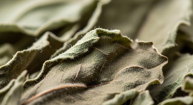 Dried sage leaves display a detailed texture and organic form in this close-up macro composition.
