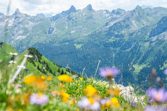 Swiss alps summer mountain panorama with colorful wildflowers