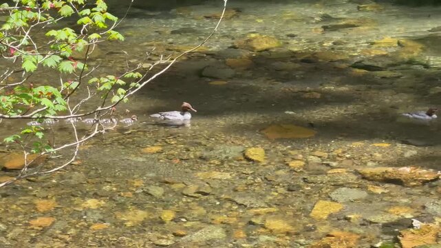 Mergansers are the best ducks - duck family - ducklings in water - cute