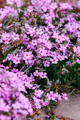 Obraz premium Pink phlox flowers blooming on the ground