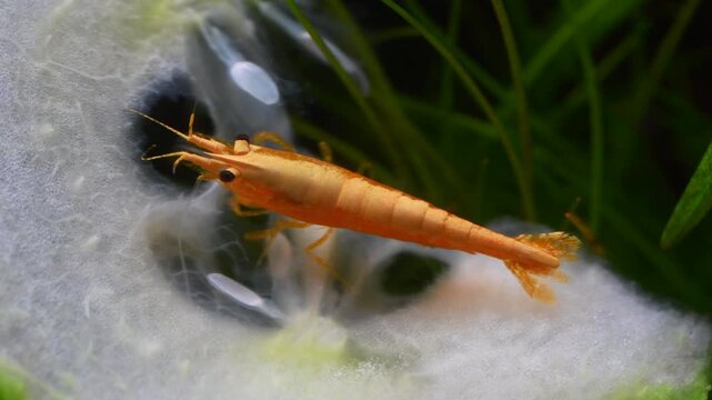 A yellow neocaridina freshwater shrimp feeding on a thin slice of cucumber in an aquarium. They spend most of their day grazing for food.	