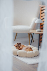 Obraz na płótnie Canvas Small dachshund dog sleeping comfortably on a soft pet bed in a modern home interior with ambient light