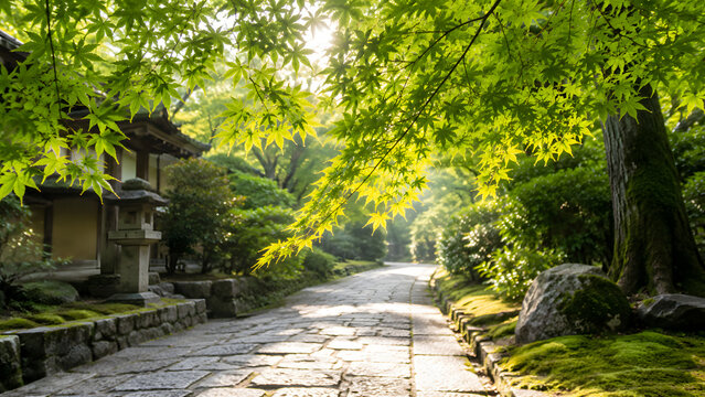 Fresh green maple leaves above quiet stone path in morning light