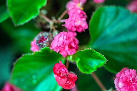 Beautiful Pink Double Begonia Flowers Close Up With Green Leaves