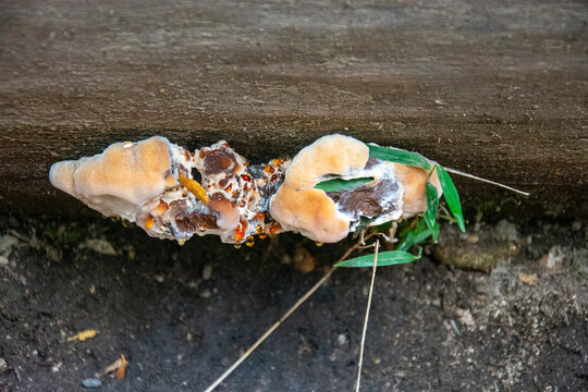hongo del g&eacute;nero Ganoderma pariente del reishi