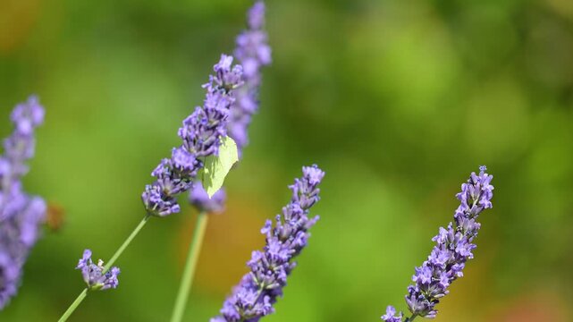 Brimstone Butterfly flying from one Lavender flower stalk to another for feeding in summer in a domestic garden. Gonepteryx rhamni, Lavandula sp, Indre-et-Loire 37, r&eacute;gion Centre, France, Europe