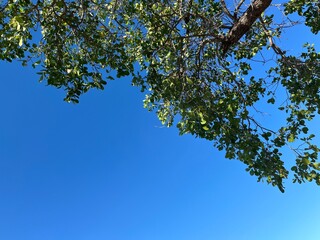 Fototapeta premium A blue sky framed by green mangrove trees