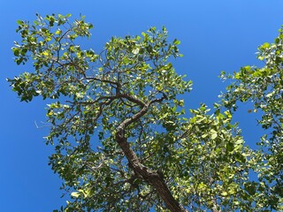 Fototapeta premium A green mangrove trees framed by blue sky