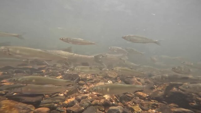 琵琶湖流入河川を泳ぐコアユの群れの水中映像