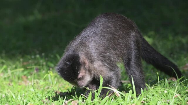View of a black capuchin monkey walking across lush green grass in a park in Rio de Janeiro, State of Rio de Janeiro, Brazil.