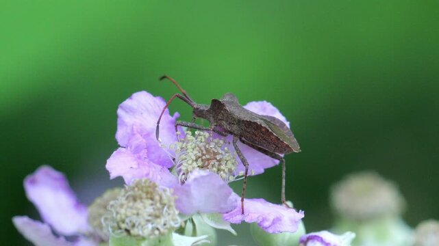 Dock Bug (Coreus Marginatus), while feeding on a blackberry flowers (Rubus ulmifolius). Slow motion.