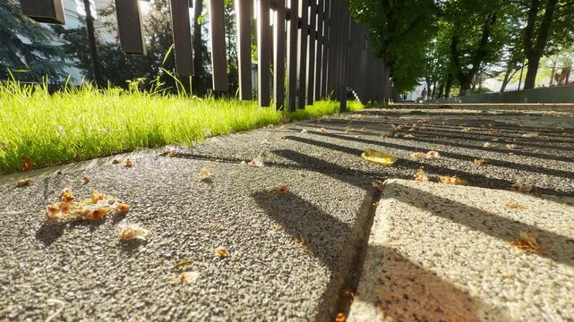 Dark fence rails cast crisp, geometric shadows across a textured park walkway dotted with fallen spring blossoms. The early urban morning advances, resulting in steady, distant drone of city traffic.