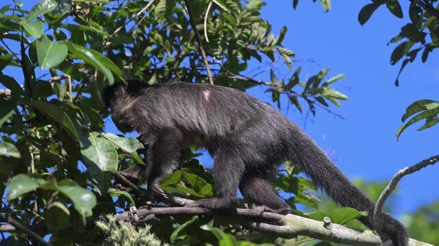 View of a black capuchin monkey moving along a tree branch surrounded by green leaves under a clear blue sky in Rio de Janeiro, State of Rio de Janeiro, Brazil.