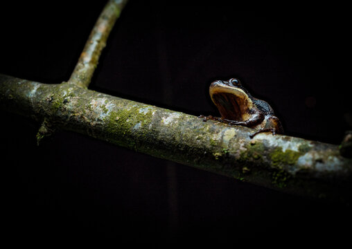 chorus frog on branch
