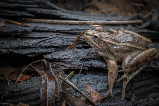 Leopard frog