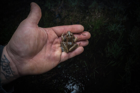 Chorus frog in hand
