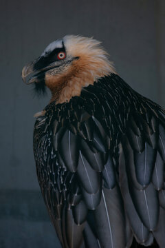 A portrait of a bearded vulture 