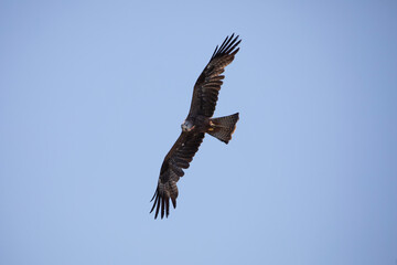 Fototapeta premium Red kite soaring through the sky 