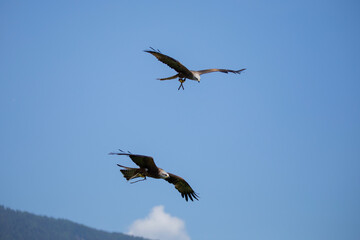 Obraz premium Two red kites flying in the air